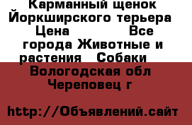 Карманный щенок Йоркширского терьера › Цена ­ 30 000 - Все города Животные и растения » Собаки   . Вологодская обл.,Череповец г.